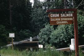 Chum salmon spawning channel at Little Qualicum