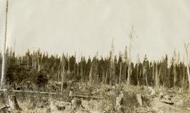 Unburned and Burned Cutting of 1918 at Hutton