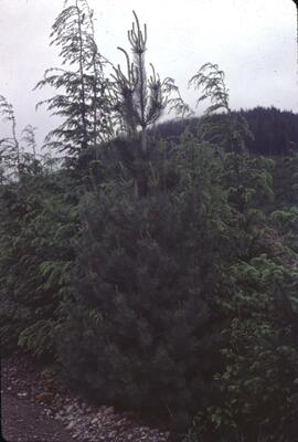 White pine in Nimpkish Valley