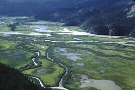 Aerial view of wet sedge vegetation floodplain at Schaft Creek