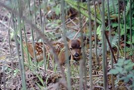Fawn in Nimpkish Valley