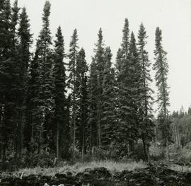 Excellent form of potentially commercial Black Spruce stand at Mile 3 on the Hart Highway
