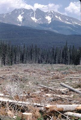 Clearcutting near Dennis Lake