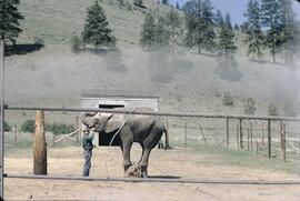 Elephant at Okanagan Game Farm in Kaleden
