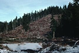 Clear cutting at Burke Ridge