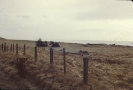 Highland cow and dune shoreline near Tlell River