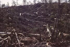 Debris remaining after cedar and hemlock harvest in Nimpkish Valley