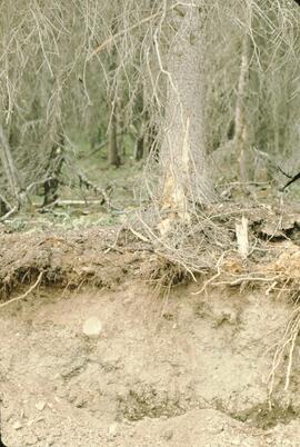 Forest soil at Ealue Lake