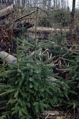 Young Sitka spruce growth at Tlell River