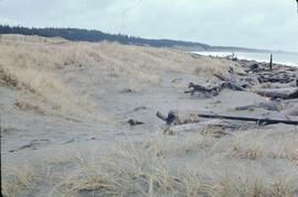 Active dune on shoreline near Tlell River