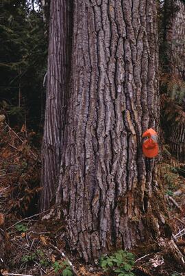 Large cottonwood at Skeena River