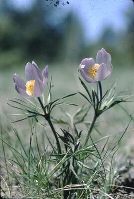 Prairie crocus in lower Horsethief Creek, Rocky Mountain Trench