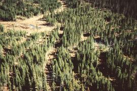 Aerial view of forest