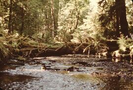 Creek running through a forest at Slim Inlet in the Queen Charlottel Islands