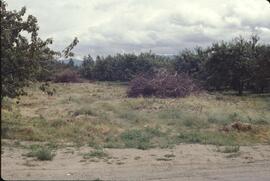Urban development in orchards in Westbank