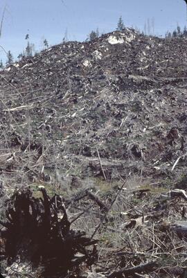 Recent logging and slash disposal in Nimpkish Valley