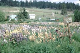 Field of irises for sale, Winfield