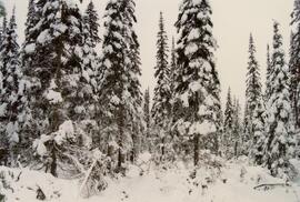 Post-logging view south of plot 27 at Summit Lake Selection Trial