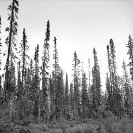 Outline of Black Spruce showing dense crown form at Main Access Road, Aleza Lake Forest Experiment Station
