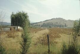 Bulldozed orchard trees in Kelowna