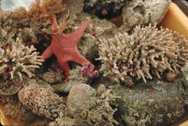 Starfish, coral, and clams in a container collected by field study group