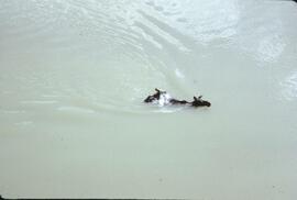 Cow and calf moose swimming in Mess Lake