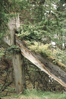 Old fence at Anthony Island