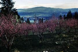 Peach tree orchard in blossom, Kelowna