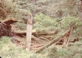 Old support beams for a house at Anthony Island