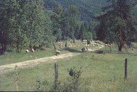 Herd of Rocky Mountain Sheep near North Thompson River