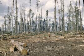 Logging at Nig Creek