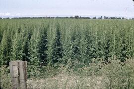 Sugar beet seed in Delta