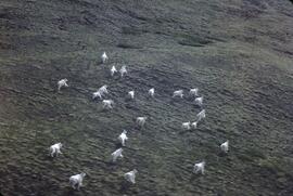 Mountain goats, Eaglenest Range