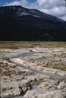 Sulfur springs game lick in Elk Valley