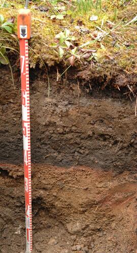 BC12-13A soil profile (cropped)