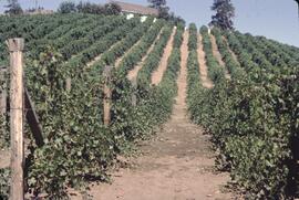 Grape vineyard in Summerland