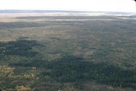 Aerial view of spruce and seismic lines at Fontas River