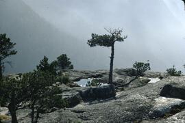 Rock pools and stunted pine in Squamish
