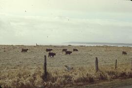 Highland cattle grazing dunes near Tlell River