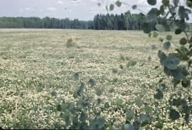 White Dutch clover at Vanderhoof