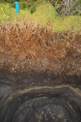 BC12-08 soil profile