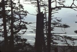 Seascape and trees near Tlell River