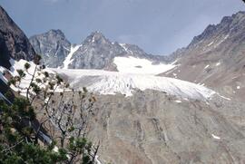 Pine tree and Husdon Bay Glacier near Smithers