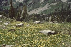 Alpine flowers at Kokanee Glacier Provincial Park