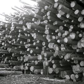Typical Spruce-Balsam tree length logs from mature Spruce-Balsam types at T.F.L. 29, Giscome