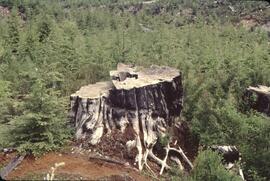 Regeneration and logged area in Nimpkish Valley