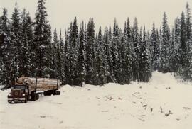Pre-logging view from Main Road and A Road junction at Summit Lake Selection Trial