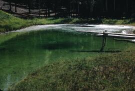 Sulfur springs in Elk Valley