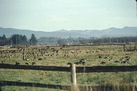 Canada Geese at Serpentine Fen