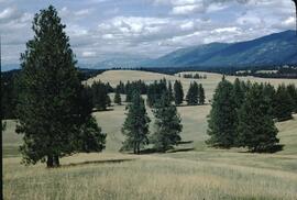 Rangeland at Tobacco Plains